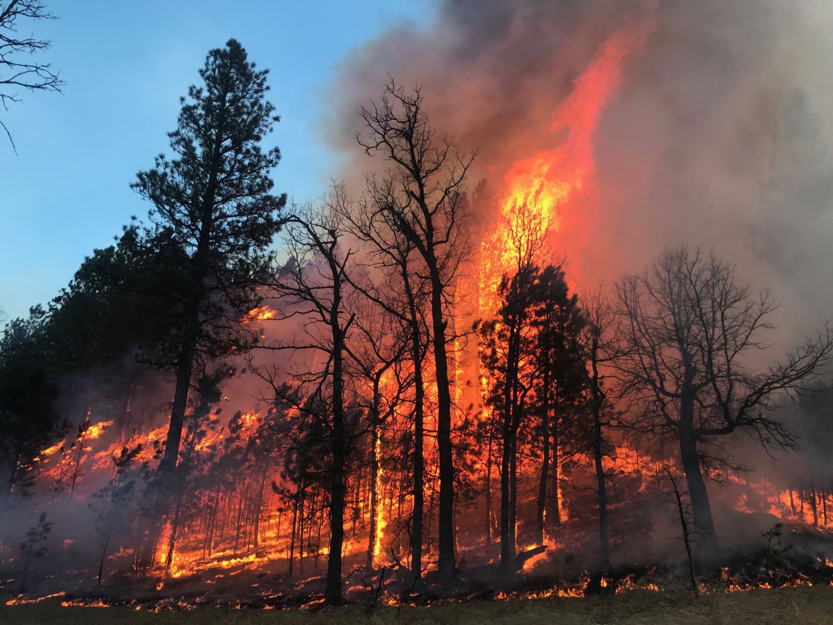 Wildfire